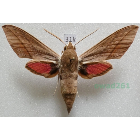 Theretra alecto (Linnaeus, 1758) ex. ovo Greece, Rhodes31k
